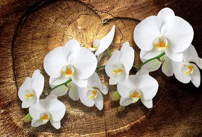 Красивая орхидея растет на дереве, …» — создано в Шедевруме