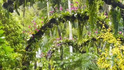 Бесплатное изображение: экзотические, джунгли, орхидея, тропические леса,  тропический, Белый цветок, завод, Магнолия, дерево, цветок