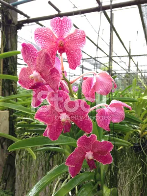 Орхидея или орхидейное дерево,вот в чем вопрос...🤔 Цвет шампань с  тонировкой + лайм Высота 60-65см 13 цветков, 2 лампочки 💡 Доступна к… |  Instagram