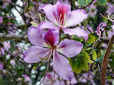 Орхидеи в природе, фото орхидей на деревьях и в лесу.