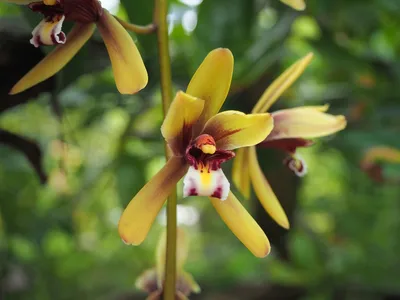 Купить фотообои Орхидеи «Орхидея и спил дерева» | PINEGIN