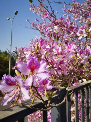 В Сочи зацвели тюльпановое, винное, ландышевое дерево и редкая дикая орхидея