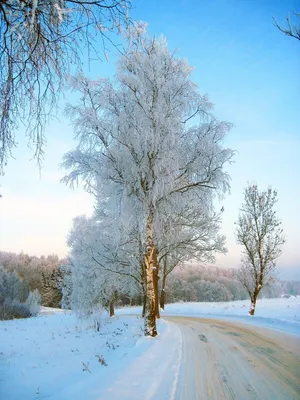 Осина. Тополь дрожащий, фотографии