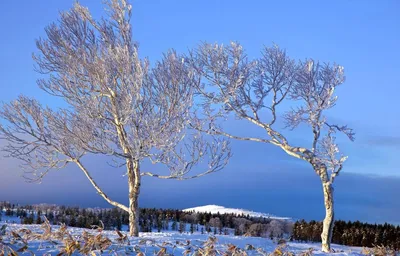 Деревья осины Tremula Populus Финляндии в зимний период Стоковое Фото -  изображение насчитывающей зима, снежок: 201383560