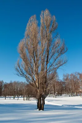 Осина зимой (128 фото) - 128 фото