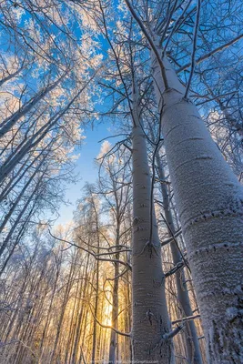 Дерево осина фото зимой фотографии