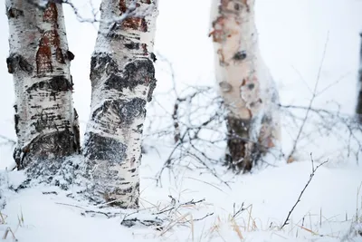 Деревья осины Tremula Populus Финляндии в зимний период Стоковое  Изображение - изображение насчитывающей тимберс, солнечность: 201383539