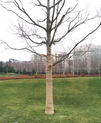 Осина дерево зимой - 55 фото