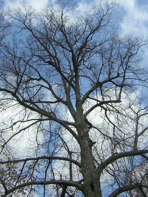 Защита тонкокорых деревьев от солнечного ожога зимой | Центр независимой  экспертизы состояния зелёных насаждений — Новости