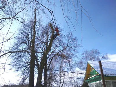 Осина, цветущая в Замоскворечье.