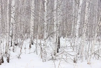 Кристофер Бёркетт: ешь, молись, фотографируй деревья