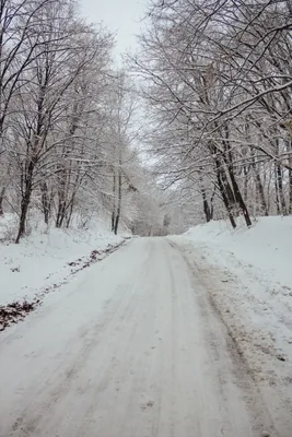 Дерево осенняя береза - 43 фото