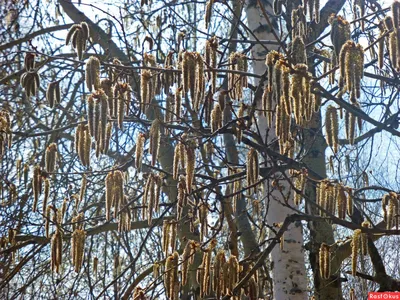 Файл:Tilia habitus.jpg — Википедия