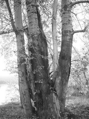 Лес. Зима. Осина | Lamp post, Tree, Sculpting