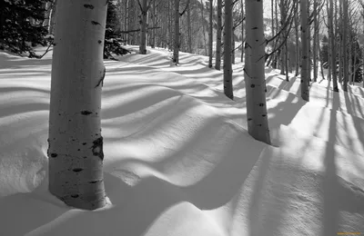 Осина зимой (128 фото) - 128 фото