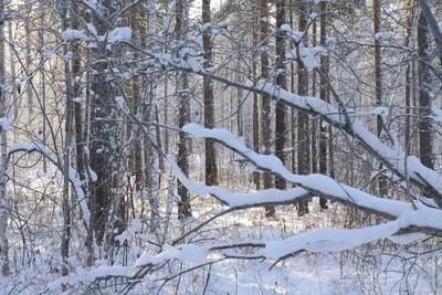 Обои Природа Зима, обои для рабочего стола, фотографии природа, зима, снег,  осина, деревья, роща Обои для рабочего стола, скачать обои картинки  заставки на рабочий стол.