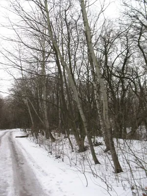 Россиянам объяснили, какие деревья нужно сажать зимой - Погода Mail.ru