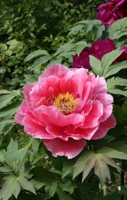 Семена пиона древовидного / Paeonia suffruticosa (смесь), ТМ OGOROD - 10  семян купить недорого в интернет-магазине семян OGOROD.ua