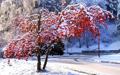 Дерево рябина зимой фото фотографии