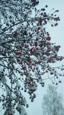 Замороженное дерево ягоды рябины покрытое с крупным планом снега и льда  Стоковое Фото - изображение насчитывающей декабрь, красно: 49678878