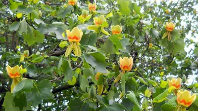 Тюльпан Дерево (лириодендрон Тюльпановый). Вызывается Tuliptree,  Американский Тюльпан Дерево, Тополь Тюльпана, Желтый Тополь, Whitewood И  Fiddle-дерево Тоже. Символ Индиана, Кентукки И Теннесси Фотография,  картинки, изображения и сток-фотография без ...