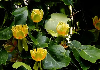 Особенности и выращивание тюльпанового дерева