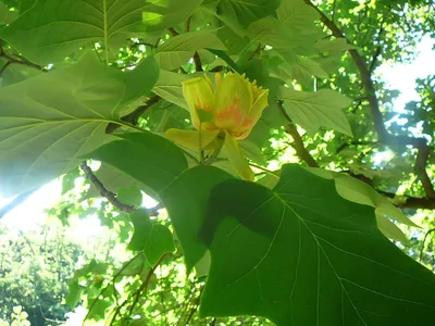 Тюльпан Дерево Цветок Liriodendron Тюльпанифера Цветок — стоковые  фотографии и другие картинки Magnoliaceae - iStock