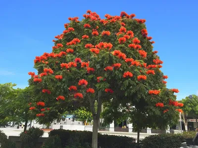 Тюльпановое Дерево Цветы Тюльпанов Liriodendron — стоковые фотографии и  другие картинки Цветок - Цветок, Magnoliaceae, Апрель - iStock