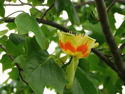 Экзотическая красота: африканское тюльпанное дерево - ФОТОСЕССИЯ