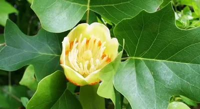 Тюльпановое дерево: посадка и уход, виды и сорта, фото