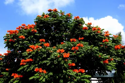 Декоративные Африканские Тюльпан Дерево Цветок, Пламя Леса Фотография,  картинки, изображения и сток-фотография без роялти. Image 46148752