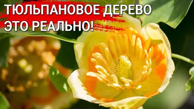 Американское дерево тюльпана - Tulipifera лириодендрона Стоковое  Изображение - изображение насчитывающей загорано, красивейшее: 90902135
