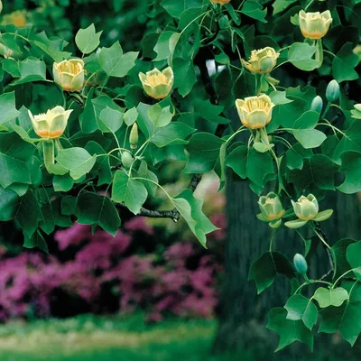 Дерево тюльпана Spathodea Campanulata Стоковое Фото - изображение  насчитывающей тропическо, заполнено: 112856432