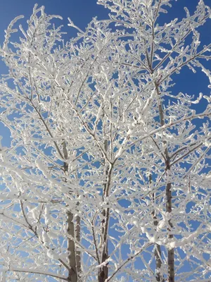 Дерево в снегу фотографии