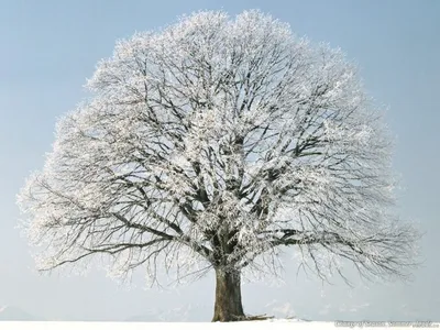 Удивительное дерево в снегу - Скачать бесплатно