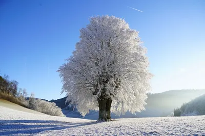 Фото дерева в снегу - Отличное качество