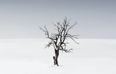 Дерево в снегу - Прекрасная пейзажная фотография