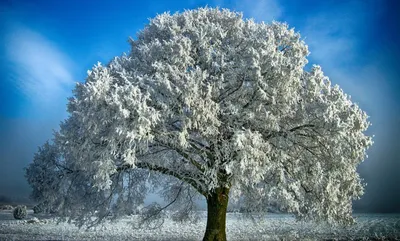 Дерево в снегу - Очаровательная природная картина