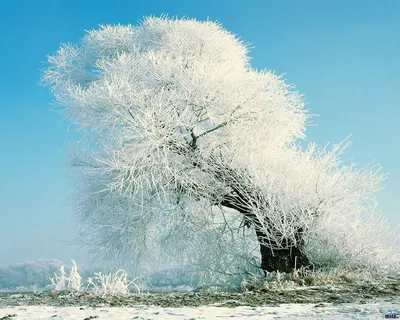 Похоже на сказку - Дерево в снегу