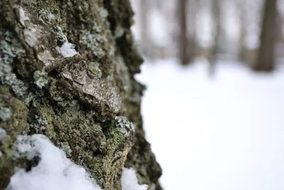 Фантастическое дерево в снегу - Фотография из мира фэнтези