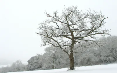 Дерево в снегу - Вдохновляющее изображение