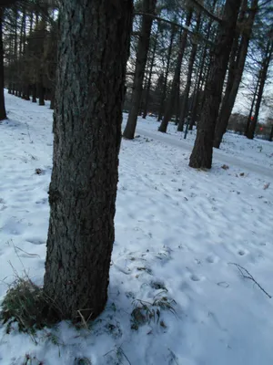 Фото дерева в снегу - Красивый ландшафт