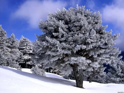 Дерево в снегу - Превосходное фото
