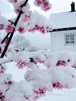 Удивительная красота - Дерево в снегу