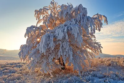 Дерево в снегу - Качественная картинка