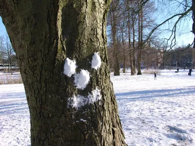 Дерево в снегу - Объявление покупателям (jpg, png, webp)