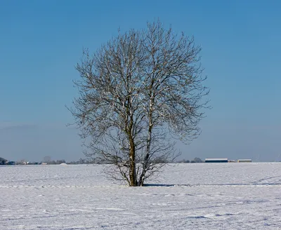 Фото дерева в снегу - Фон для вашего устройства