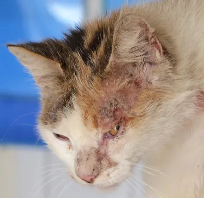 Фотография дерматита у кошки в формате webp - бесплатно скачать