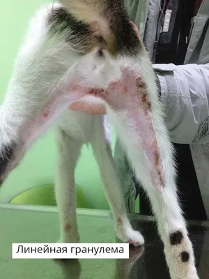 Фотография дерматита у кошки - бесплатная загрузка