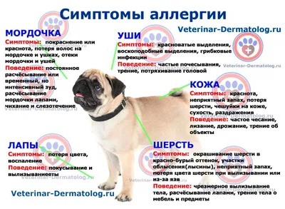 Основные кожные заболевания у собак: диагностика и лечение - Собаки обзор  на Gomeovet